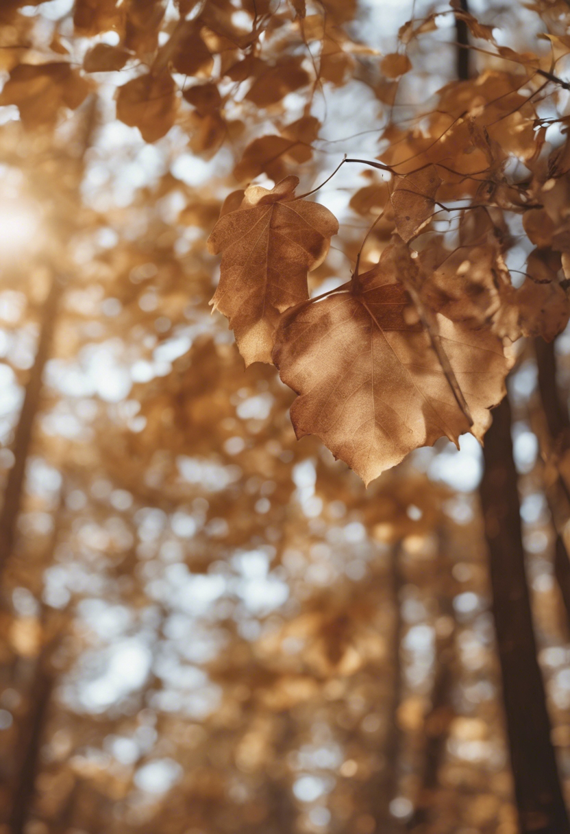 Light brown autumn leaves falling gently from a trees in the forest.壁紙[6e1c77f162c74392bb38]