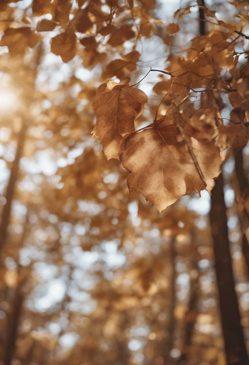 ใบไม้ร่วงสีน้ำตาลอ่อนร่วงหล่นลงมาจากต้นไม้ในป่า