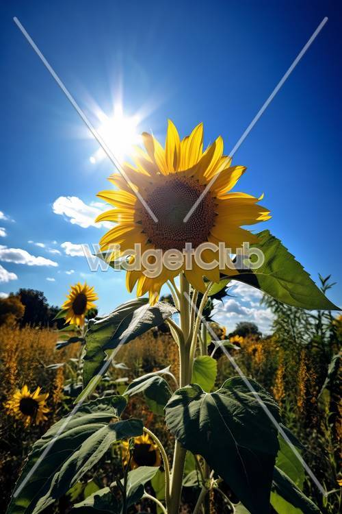 Sonniges Sonnenblumenfeld unter blauem Himmel