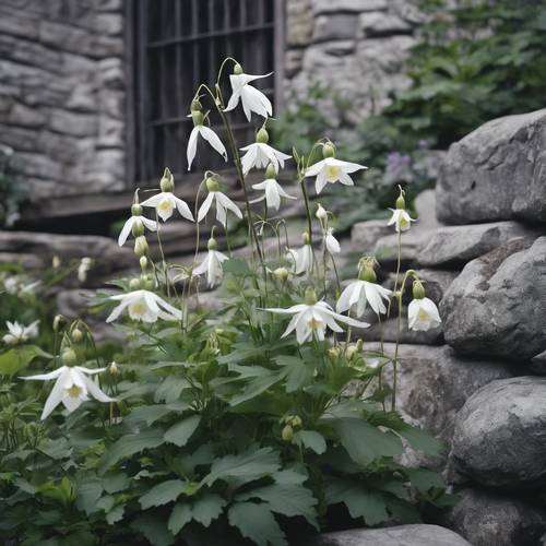 Uma cena de jardim de casa de campo com columbinas brancas saindo das paredes de pedra cinza.