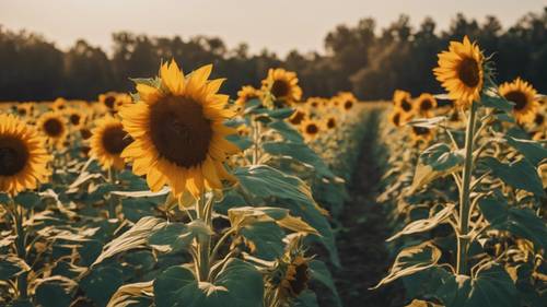 Ästhetische Zitate, gebildet durch das hohe, wogende Sonnenblumenfeld unter dem wolkenlosen Himmel.