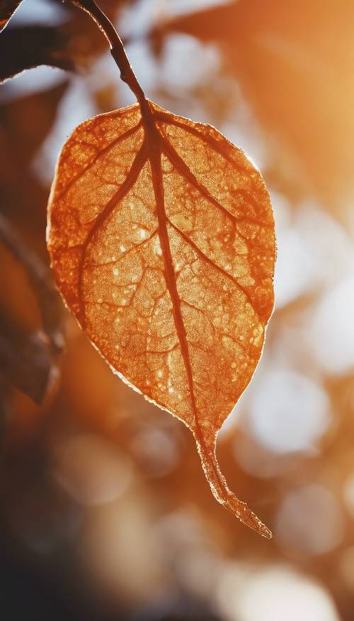 Close-up view of a glossy orange leaf shimmering under the morning sunlight.