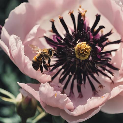 A honey bee gathering nectar from a black peony.
