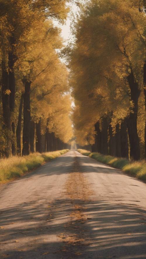 A deserted countryside road lined with trees changing color in early September. ផ្ទាំង​រូបភាព [8d8da662062f4496acfa]