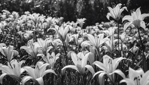 Monochrome line art of a garden filled with blooming lilies.