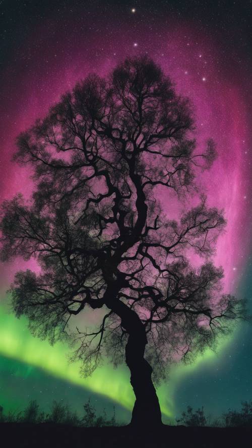 Die Silhouette eines alten, weisen Baums unter dem hypnotisierenden Tanz der Polarlichter in einem klaren Nachthimmel. Hintergrund [334921f802864b11844b]