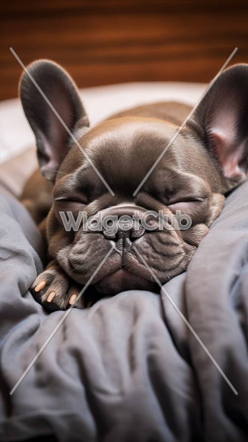 眠る子犬のアップ画像