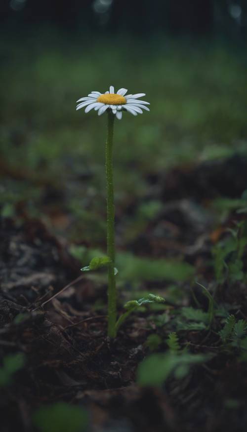 A lone green daisy blooming at dusk in a secluded part of a dense forest. Tapeta [923852470d9946c5aefa]