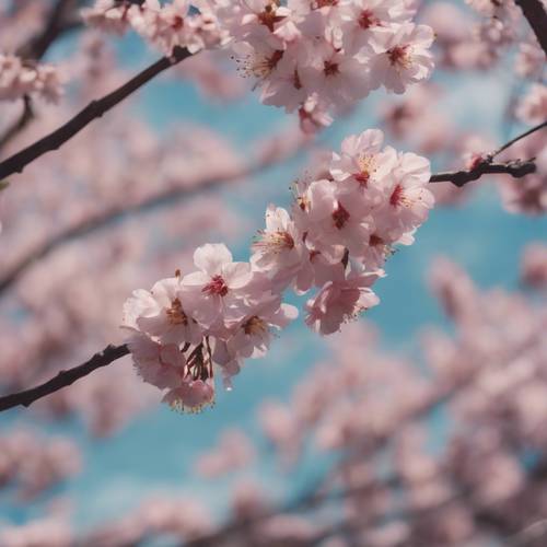 一棵盛开的樱花树，树枝上挂着一只动漫风筝。