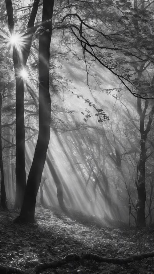 A misty, black and white forest landscape with dew-kissed leaves and hazy sunlight.