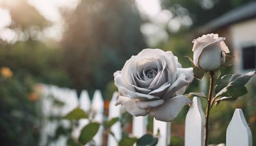 Eine kräftige graue Rose, die über einem weißen Lattenzaun in einem ländlichen Bauerngarten thront.
