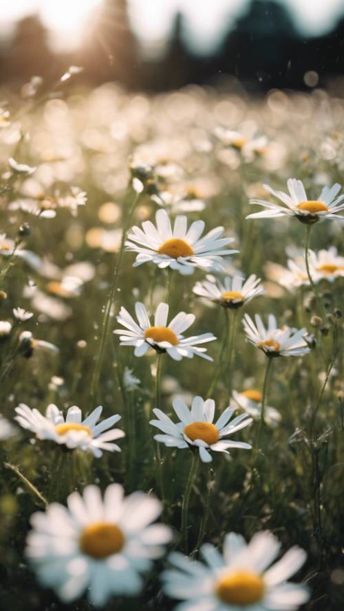 A field filled with effervescent cute daisies waving in a gentle breeze.