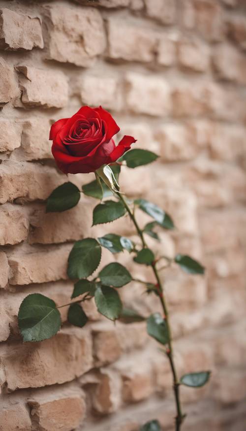 Una rosa rossa succulenta e stravagante che sboccia contro un muro di mattoni beige.