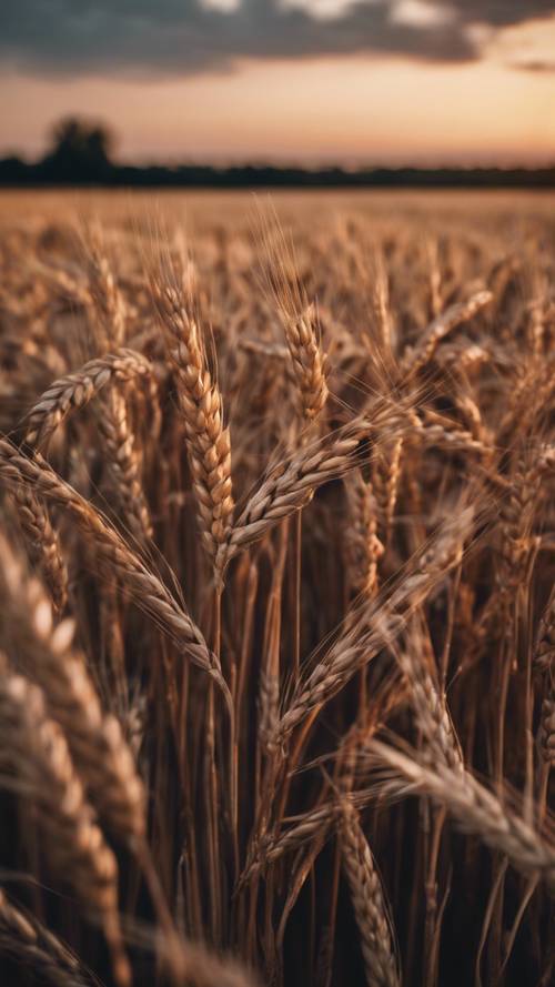 Um pôr do sol sobre campos castanhos escuros de trigo amadurecido, pronto para a colheita.