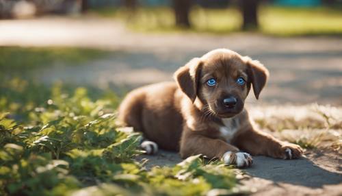 A brown checkered puppy with bright blue eyes curiously sniffing around the park