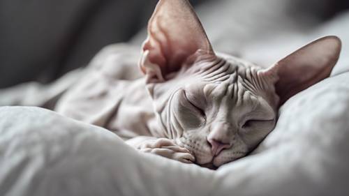 A Sphynx cat with gray and white skin sleeping on a soft, plush, white pillow.