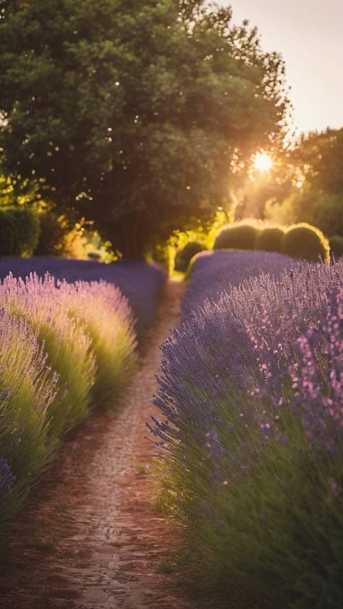 夕日が沈む中、整然と刈り込まれた生垣とラベンダーの小道が広がる英国田園風の庭　
