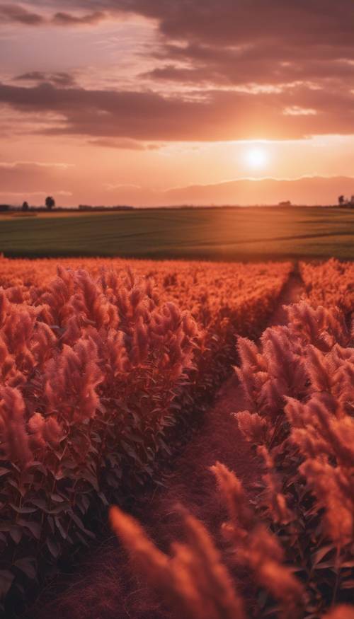 An orange sunset over a field of swaying amaranth, casting long shadows. Ταπετσαρία [6855948931da4ca68a40]