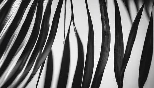 Ein kontrastreiches Schwarzweißbild eines Palmblattes.
