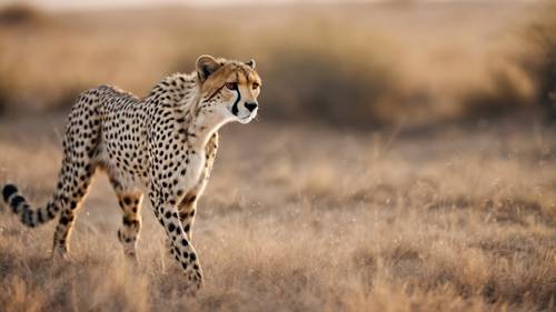 An intense wildlife scene of a cheetah about to pounce on its prey.