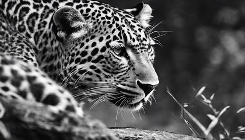 Uma imagem em preto e branco de um leopardo aproximando-se furtivamente de sua presa invisível.