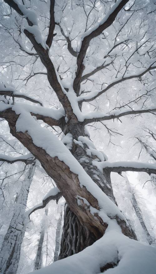 Un vieil arbre à l&#39;écorce blanche dans une forêt enneigée, ses branches lourdes de neige fraîche.