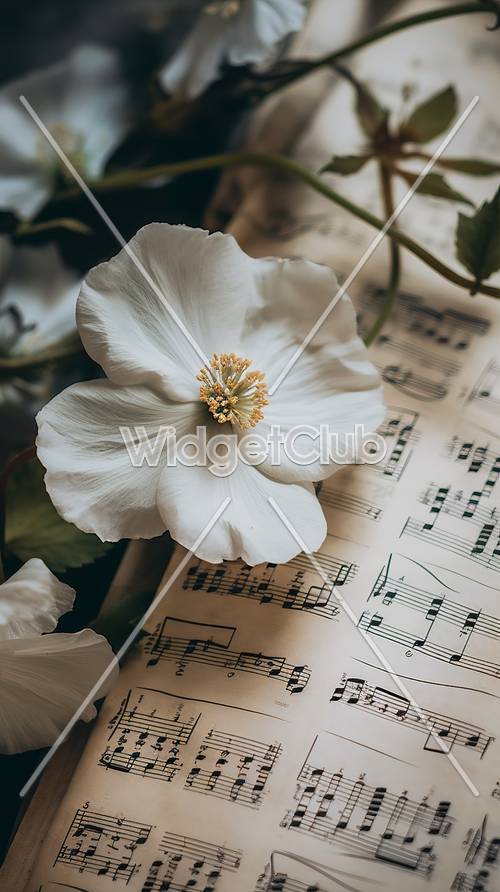 ดอกไม้สีขาวบนโน้ตเพลง: เหมาะสำหรับพื้นหลังหน้าจอของคุณ