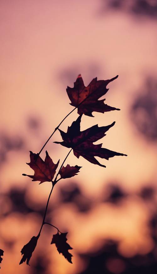A stark silhouette of a maple leaf, against a fading sunset, turning the sky shades of orange and purple.