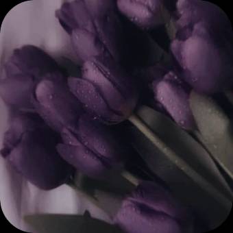 Photo Widget ideas[oeNPSs7VEvF7ErIG1MWp]