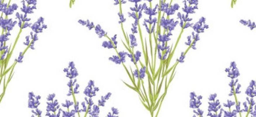 lavender flower Foto Ideas de widgets[nkbZZJZVowIQorMwaipX]