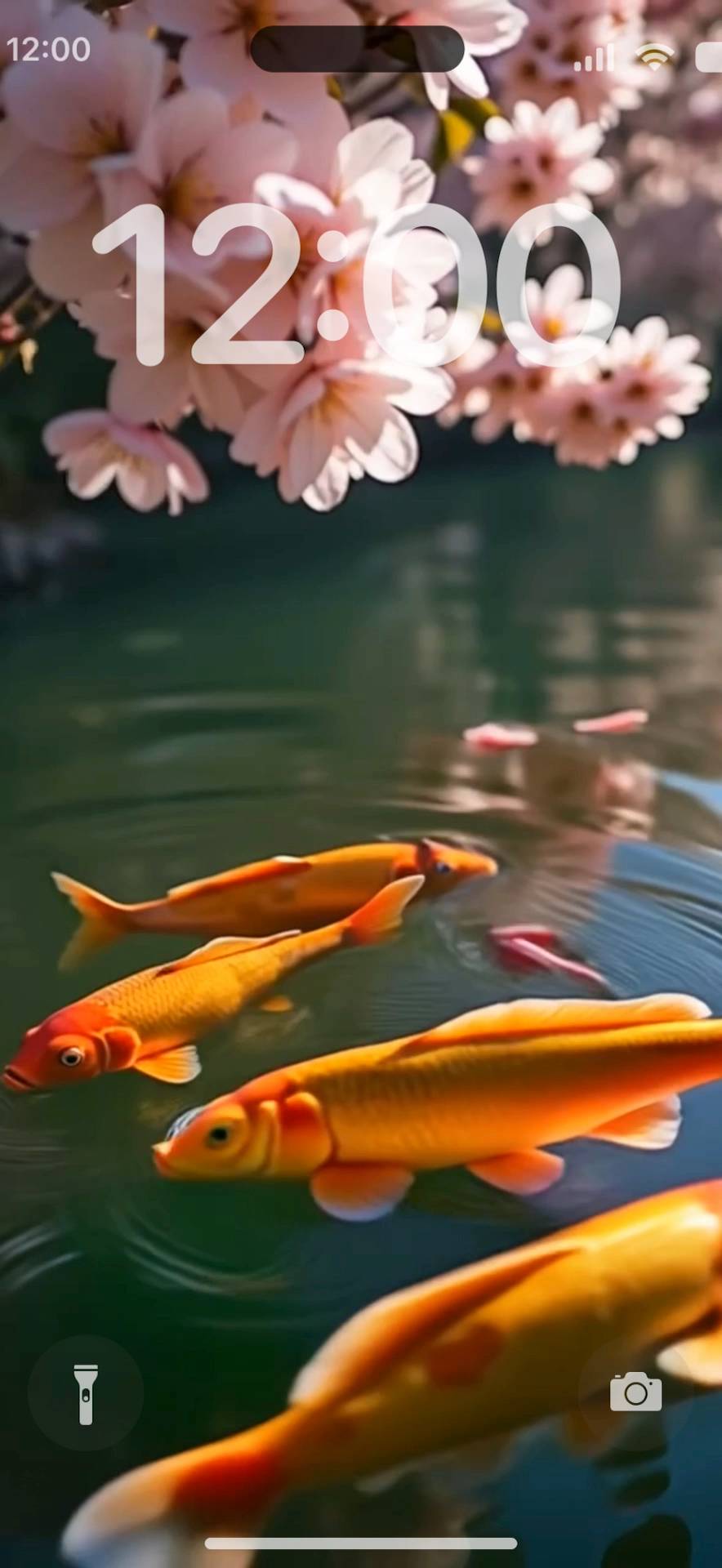 sakura with koi fish Live Wallpaper[WpqiQ1Fic2WNEtsxUsF1]