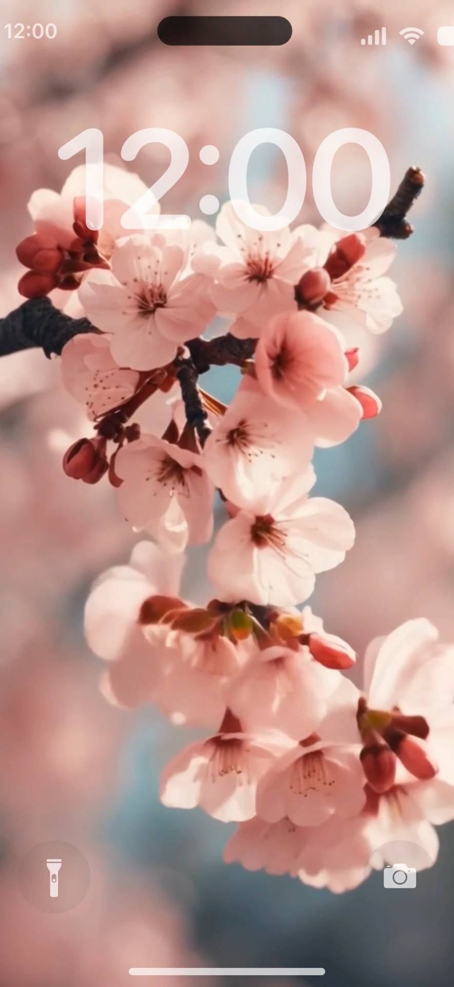 Sakura starts blooming 動態壁紙[cWvvBrzhZ1BKSUoKf5GE]