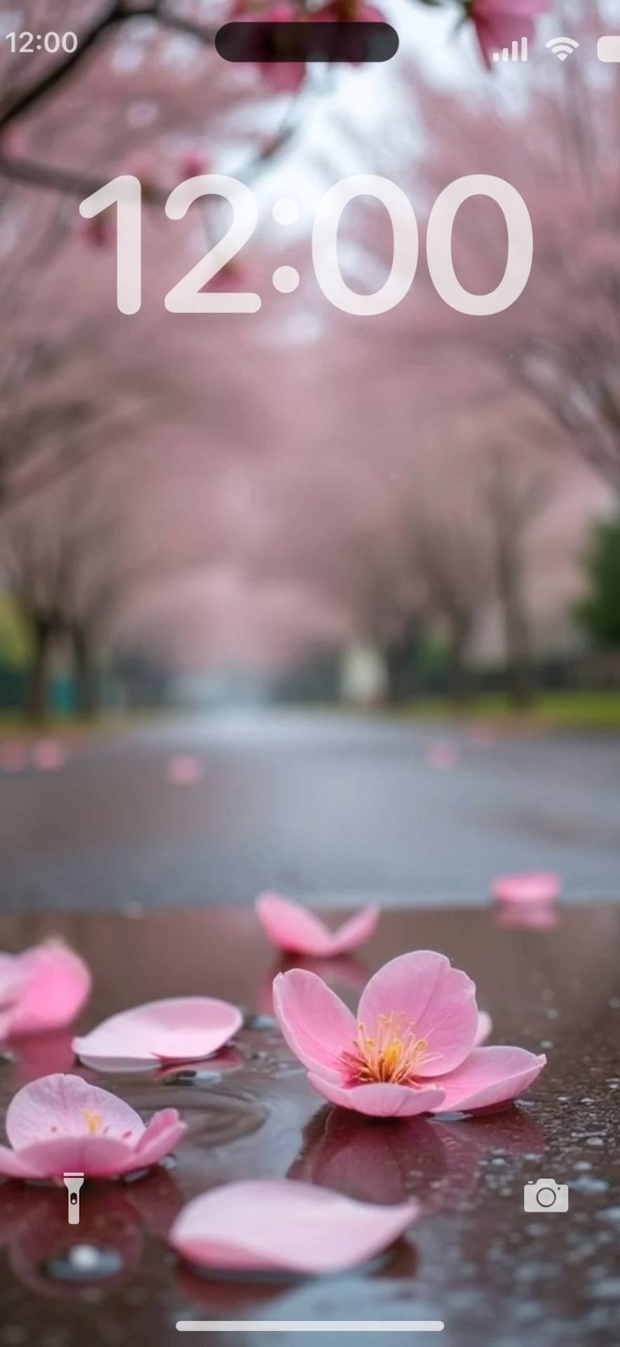 Rainy day sakura Hình nền sống[4Ka7K28WRS2ArkJqBuWo]