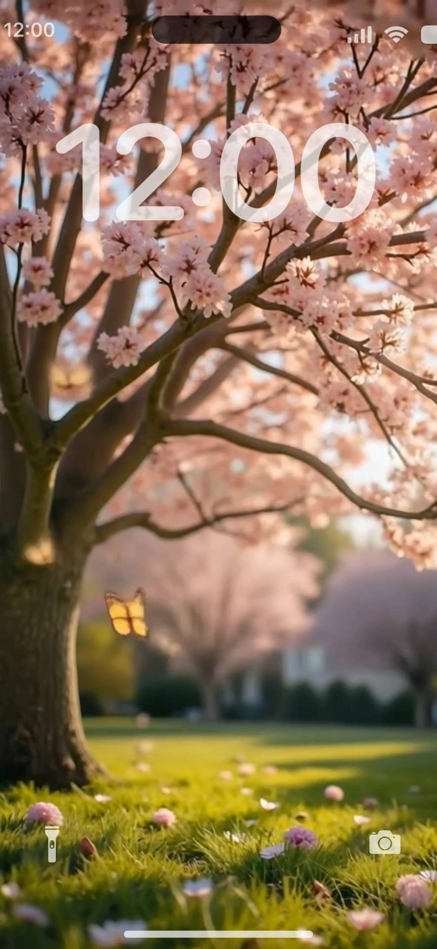 Butterfly with sakura Live Wallpaper[dCvmXKnvrdFwx3n4l0tw]