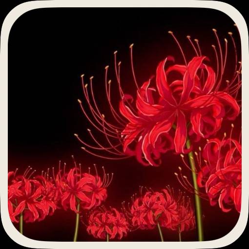Photo Widget ideas[uroqMjUGtqjSW39Pm90C]