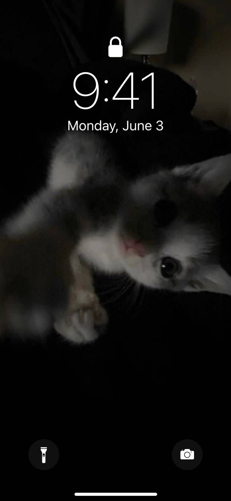 黒　白　白黒　モノクロ　猫　シンプル　おしゃれAloitusnäytön ideoita[0uUj2fTkJ4kfuatNvHZW]