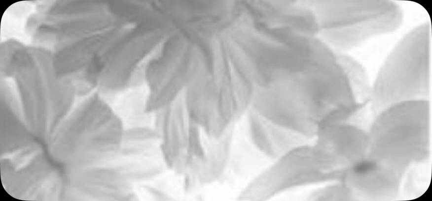 写真ウィジェット[JHe5hfPfiqsNgNnoaChQ]