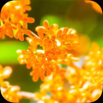 Simple Photo Widget ideas[9fjqjYoqJVRGJjhAjVYL]