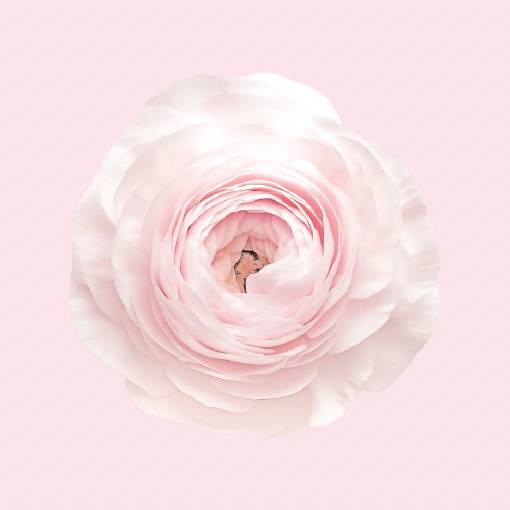 鹿 照片 小部件的想法[templates_PA9LbFW8zJReMOOp7X6W_8DCCE9DA-070C-4B7D-882A-6237C17D4052]