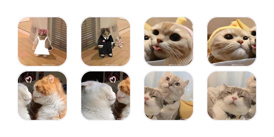 Cat App icon pack [dFQSVh7GXv7layxllFF0] by Finnegan8090