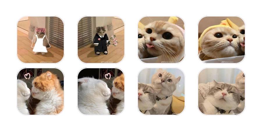 cat App Icon Pack[MJVQKIojwtgsERijhA7x]