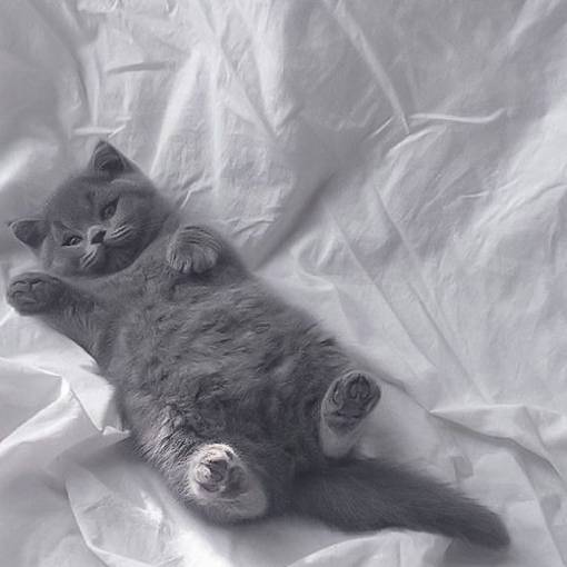 gray cat Фото Ідеї для віджетів[DfNbG0yqA8ktyF4SUx7v]