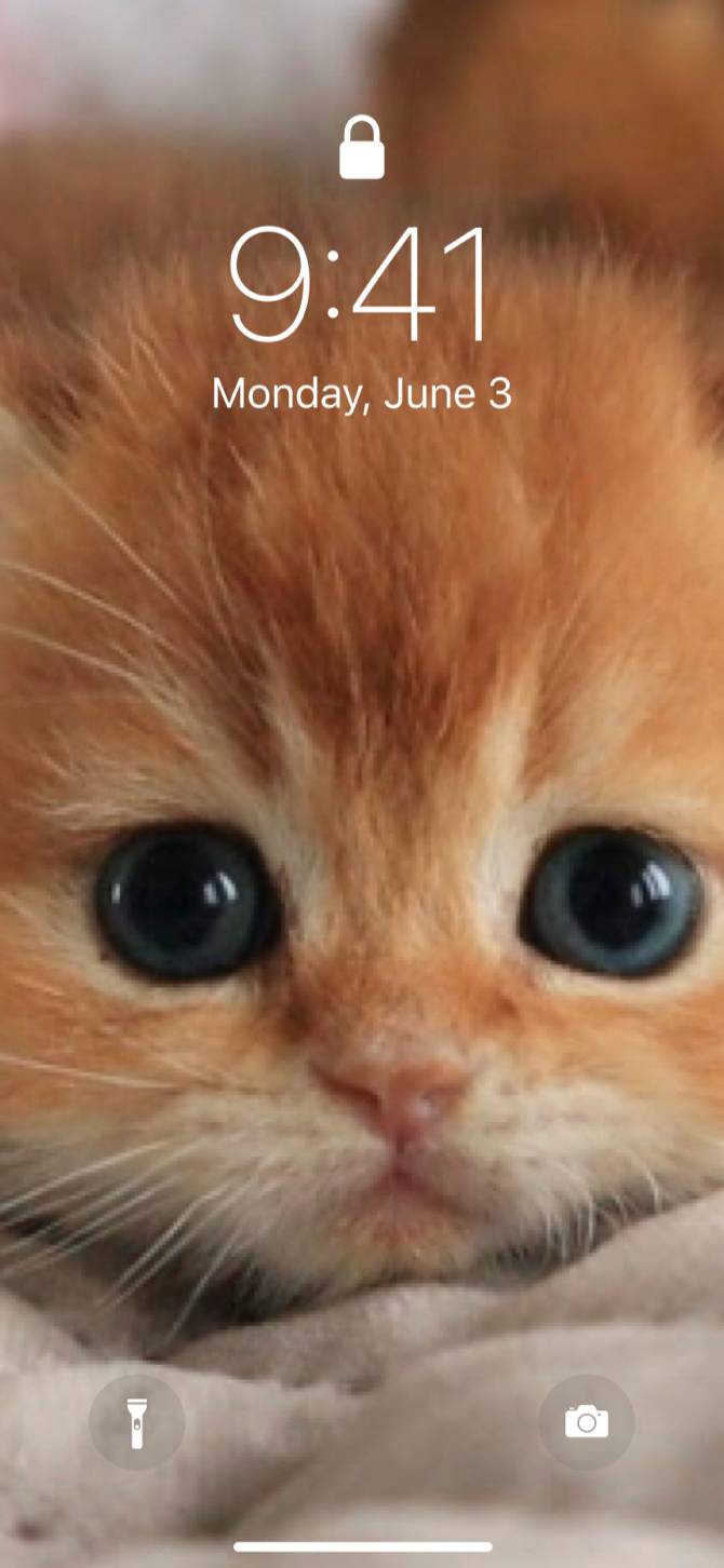 Cute catsAna Ekran fikirleri[Pzkyx1RexBSLsWWSfrVj]