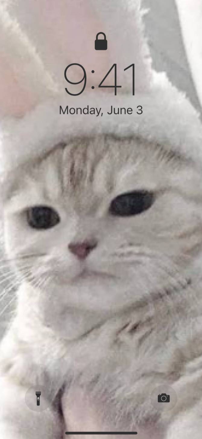 Cute catsAna Ekran fikirleri[Pzkyx1RexBSLsWWSfrVj]