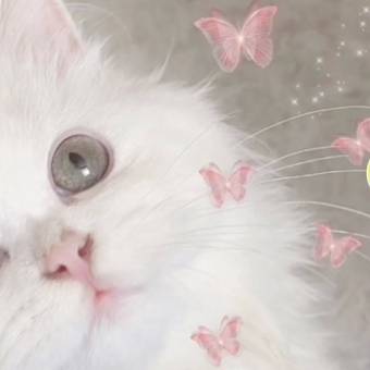 Simple Photo Widget ideas[v6CFDmuzgThA3hoimcpQ]