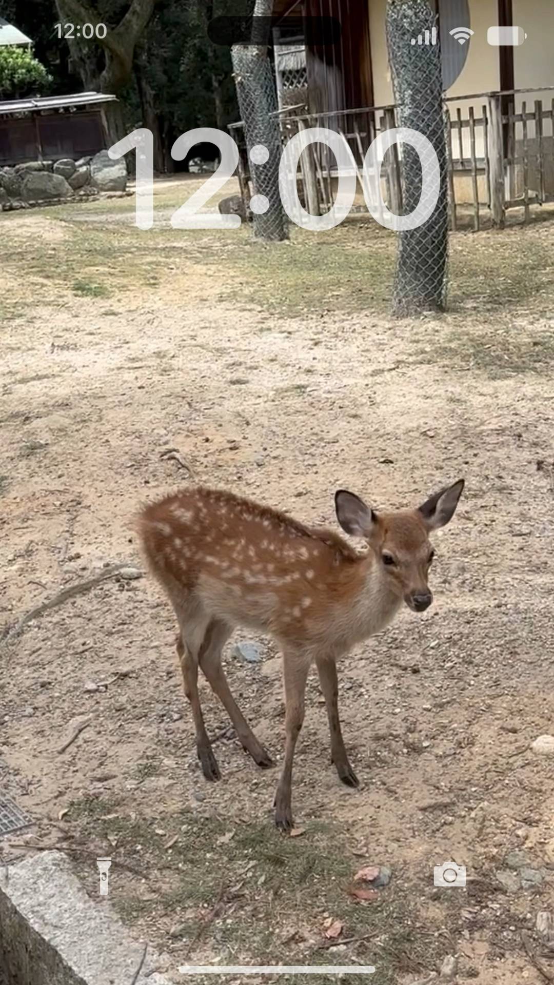 Nara cute deer 🦌🍁 Wallpaper Hidup[ltE2WDsbyYP7yruGvDEu]