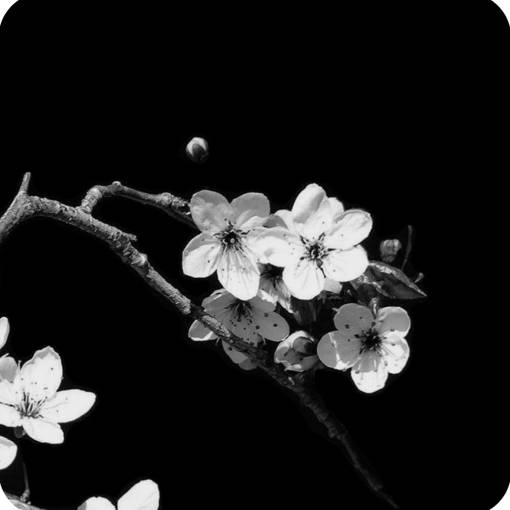 Photo Widget ideas[QZQTpejvjz6rdeuULy4q]