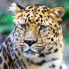 Leopard man